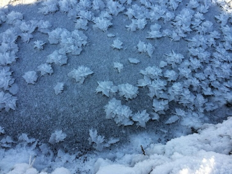 A Trail Of Frozen Flowers