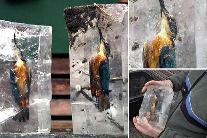 Remembering The Dive