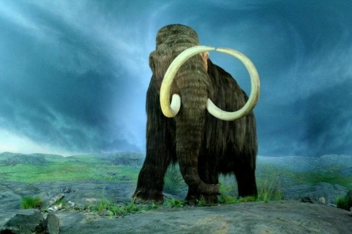 Another Woolly Mammoth