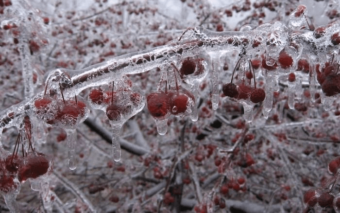A Cherry Tree Completely Iced