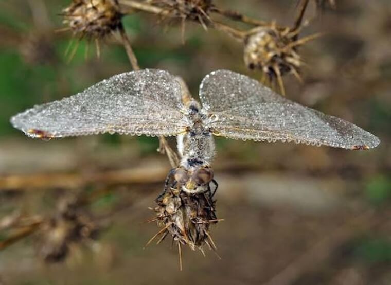 A Frozen Dragonfly