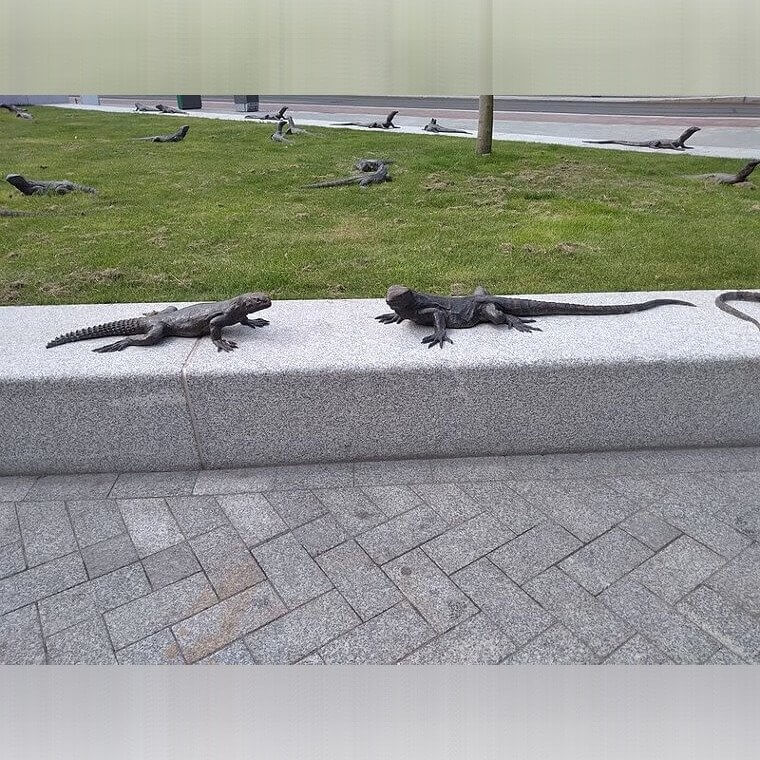 Iguana Park by Hans Van Houwelingen - The Netherlands