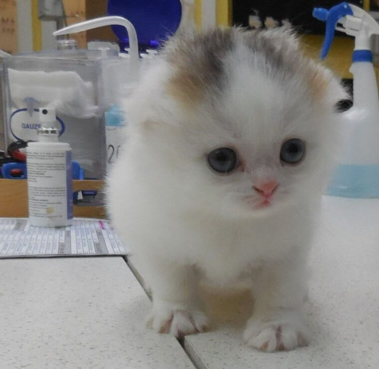 This Cat Was Only the Second Male Calico the Vet Has Seen in Over 5 Decades of Working