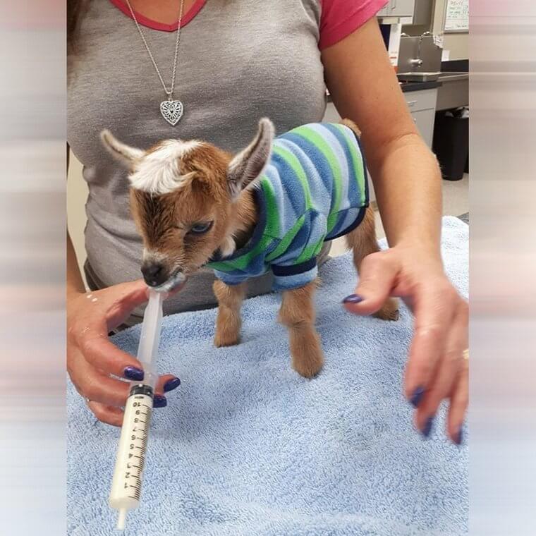 A Very Stylish Baby Goat