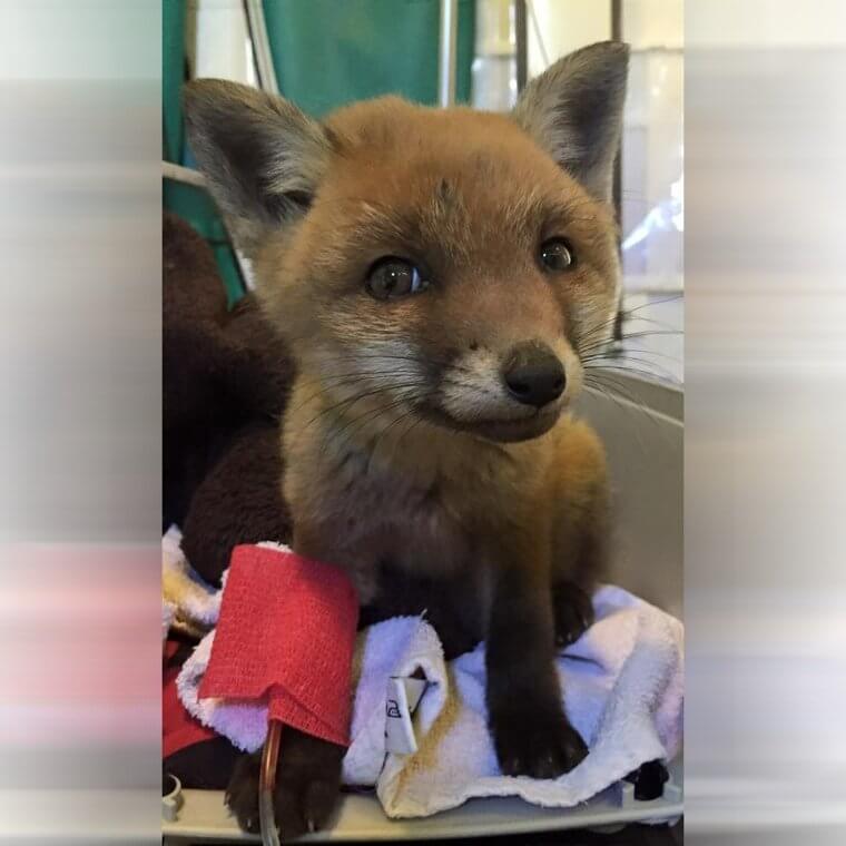 Baby Fox Looks Like He Came Out of a Movie