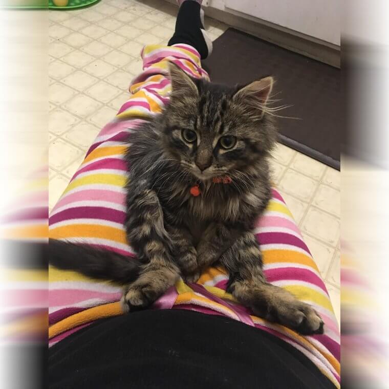 Someone Brought in a Street Cat for Neutering... And He Went Home With the Vet