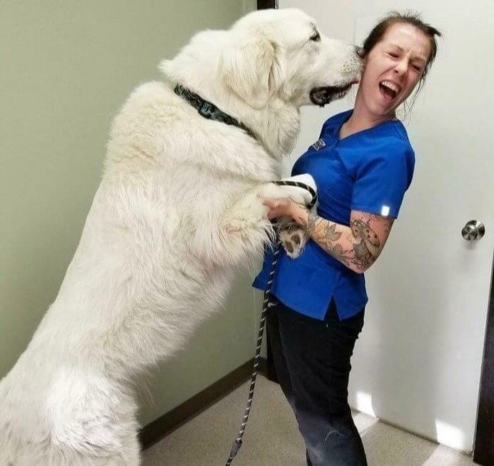 A Gentle Giant