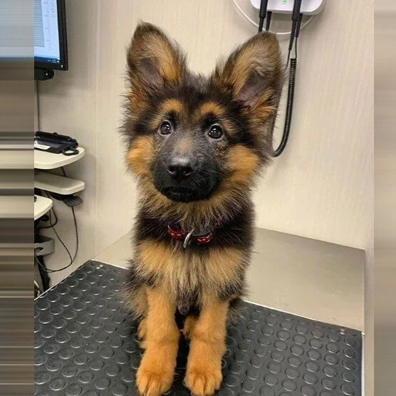 We Have a Feeling He Hears Everything