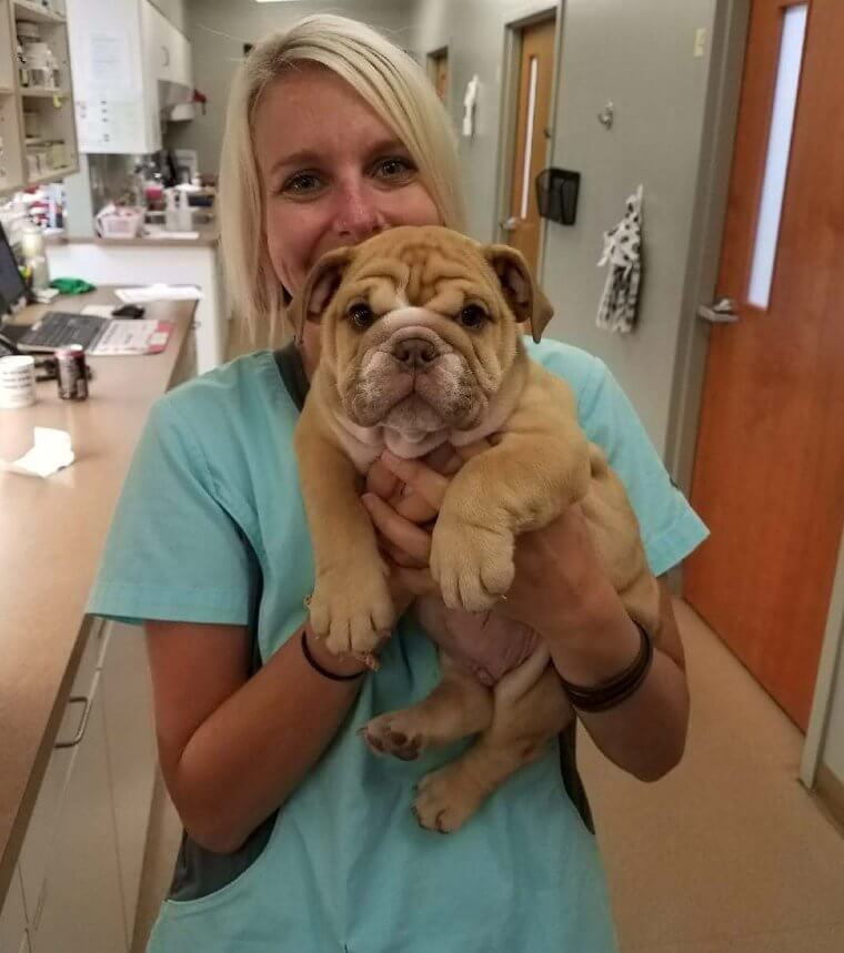 Norman the Irresistible