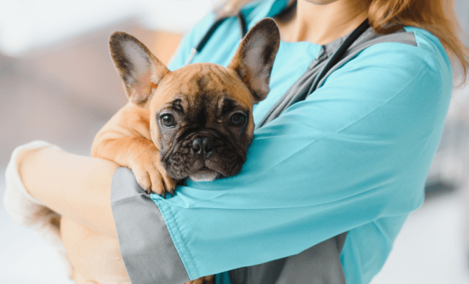 Cute Furbabies That Vets Just Had to Take a Photo of