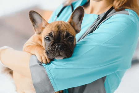 Cute Furbabies That Vets Just Had to Take a Photo of