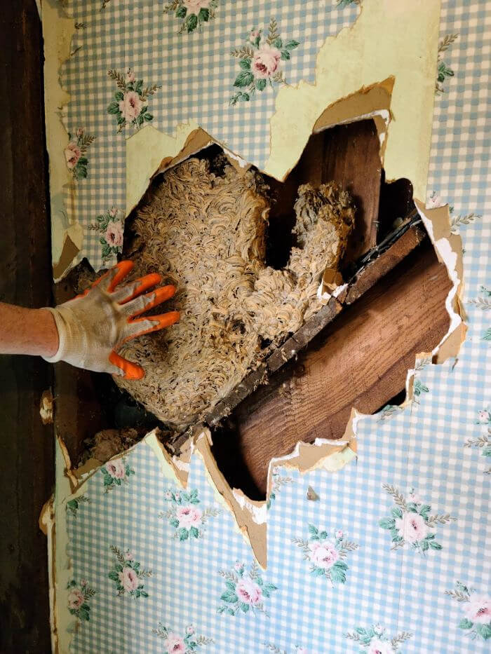 ¿Un nido de avispas en la pared? Nos mudaríamos inmediatamente