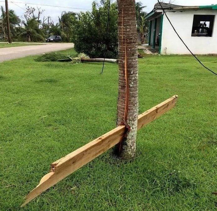 Un huracán disparó a este trozo de madera justo en medio de este árbol