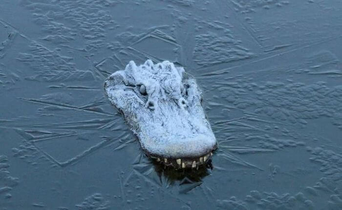 Así es como algunos caimanes sobreviven al invierno