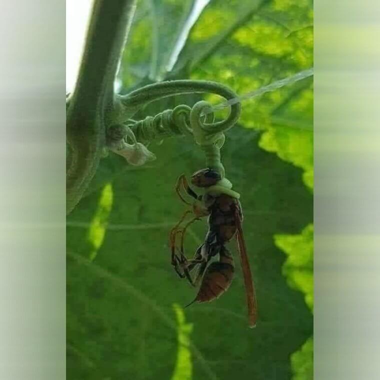 ¿Has visto alguna vez una liana enredada en el cuello de una avispa? Ahora sí