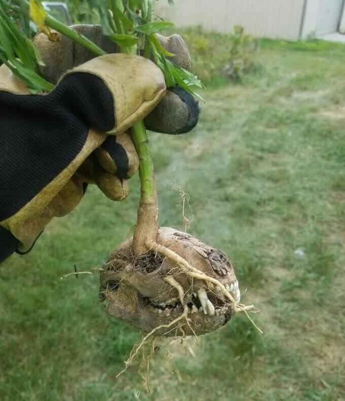 ¿Sigue siendo comestible si salió del cráneo de un mapache?