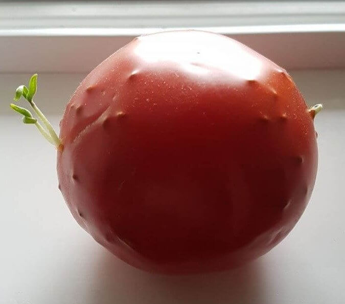 De este tomate está brotando otro tomate