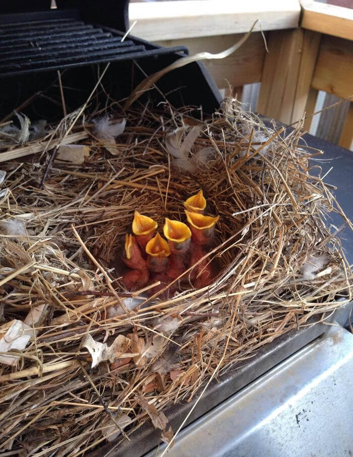 Alguien encontró un nido en su parrilla - Supongo que la barbacoa se cancela