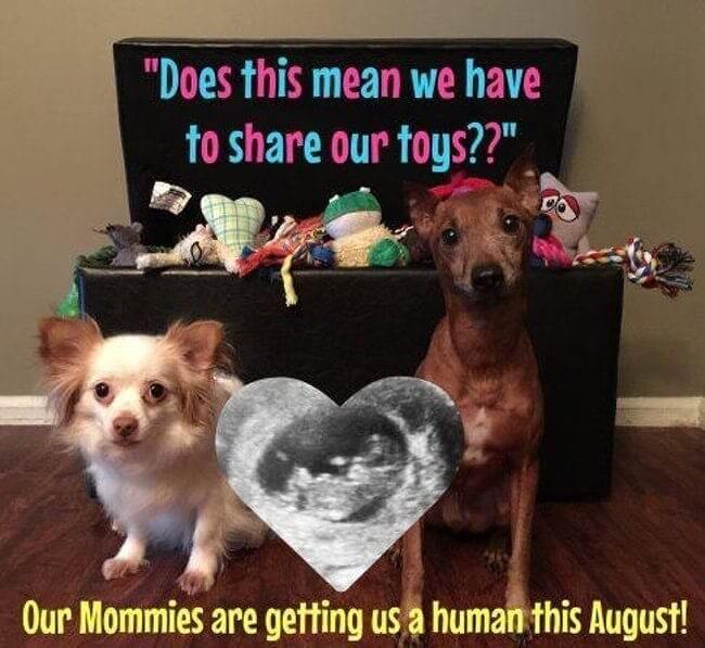 Sharing Is Caring Even When It Comes To Dog Toys