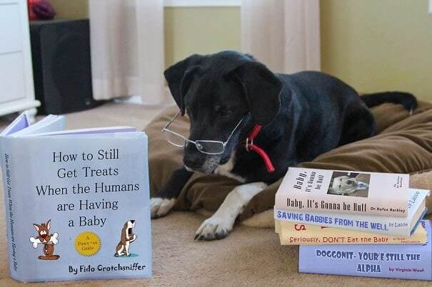 A Dog's Guide To Always Coming First And Getting Treats
