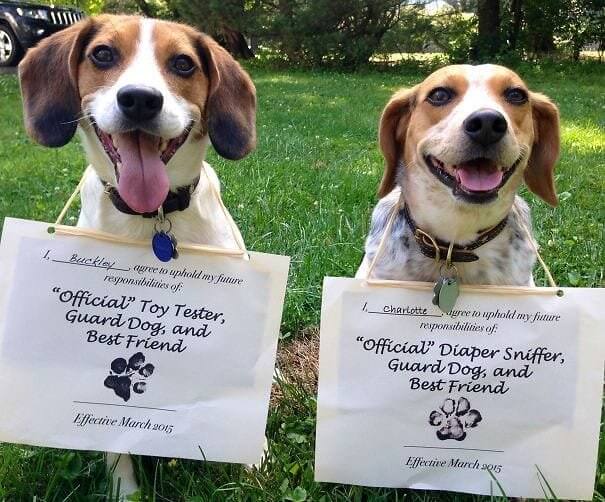 These Dogs' Lives Just Got A Whole Lot More Exciting
