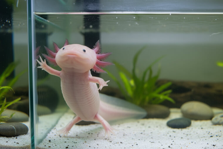 The Axolotl Who Became an Underwater Mime