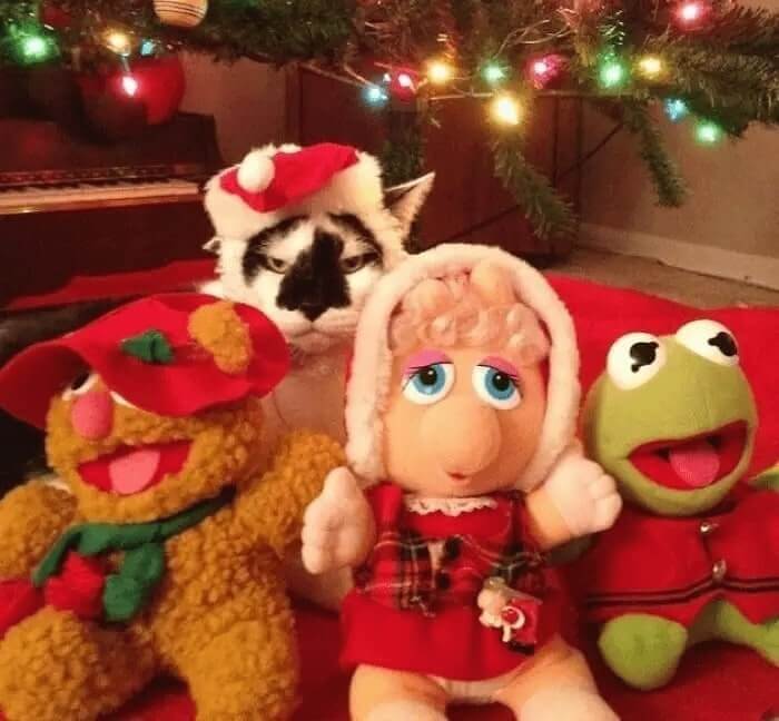 One Muppet Is Not Like the Others
