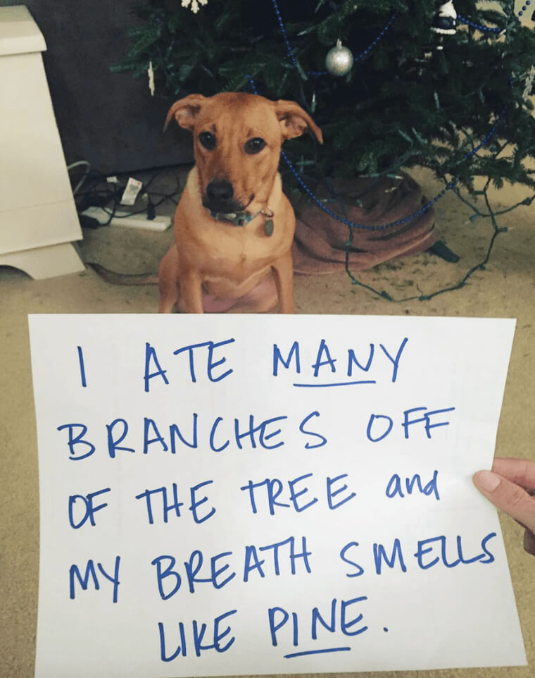 Fresh Pine Tree Breath