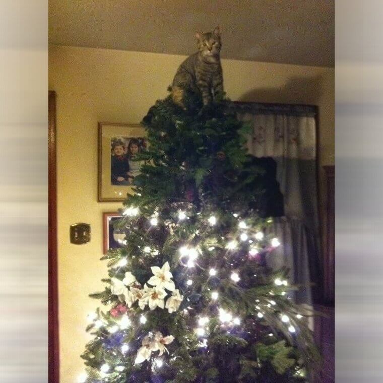 You Can't Catch This Cat