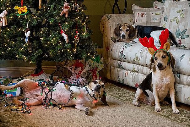 Lights, Reindeer, Decorations, and Beagles