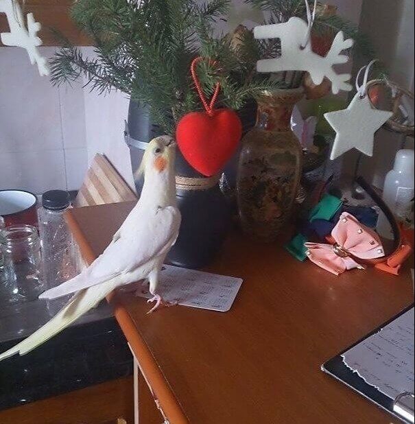 I Want a Cockatoo for Christmas
