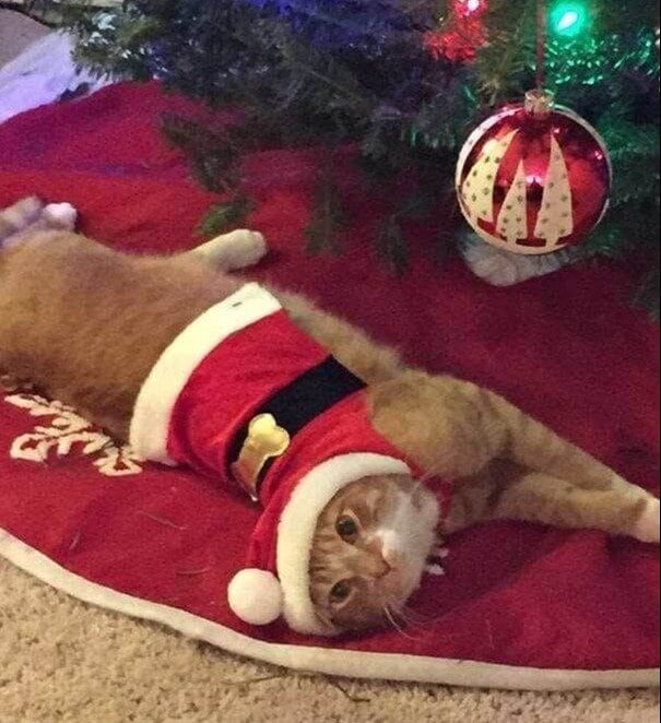 The Perfect Cat Punishment for Destroying Christmas