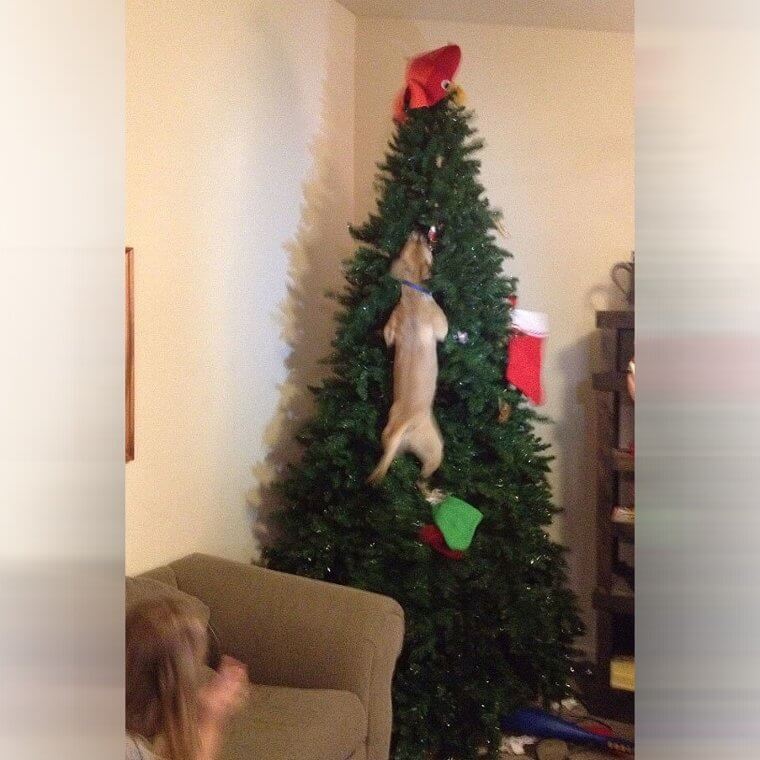 Everyone Jumped Into the Christmas Tree
