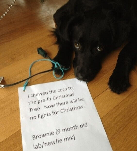 Christmas With No Lights Thanks to Brownie