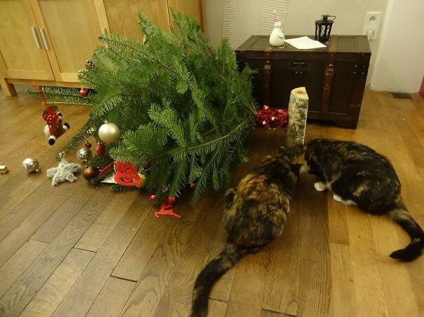 Just Checking to See if the Tree Is OK