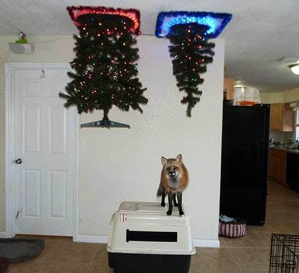The Only Way to Put up a Christmas Tree With a Pet Fox