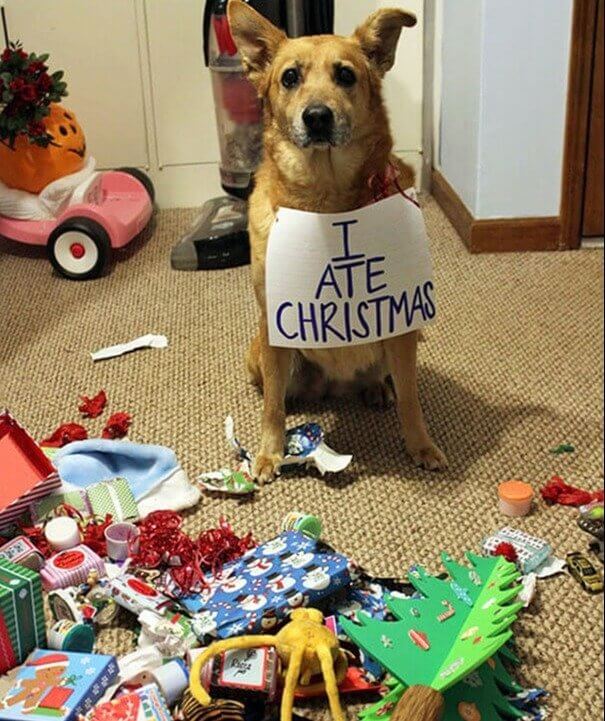 The Dog Who Ate Christmas