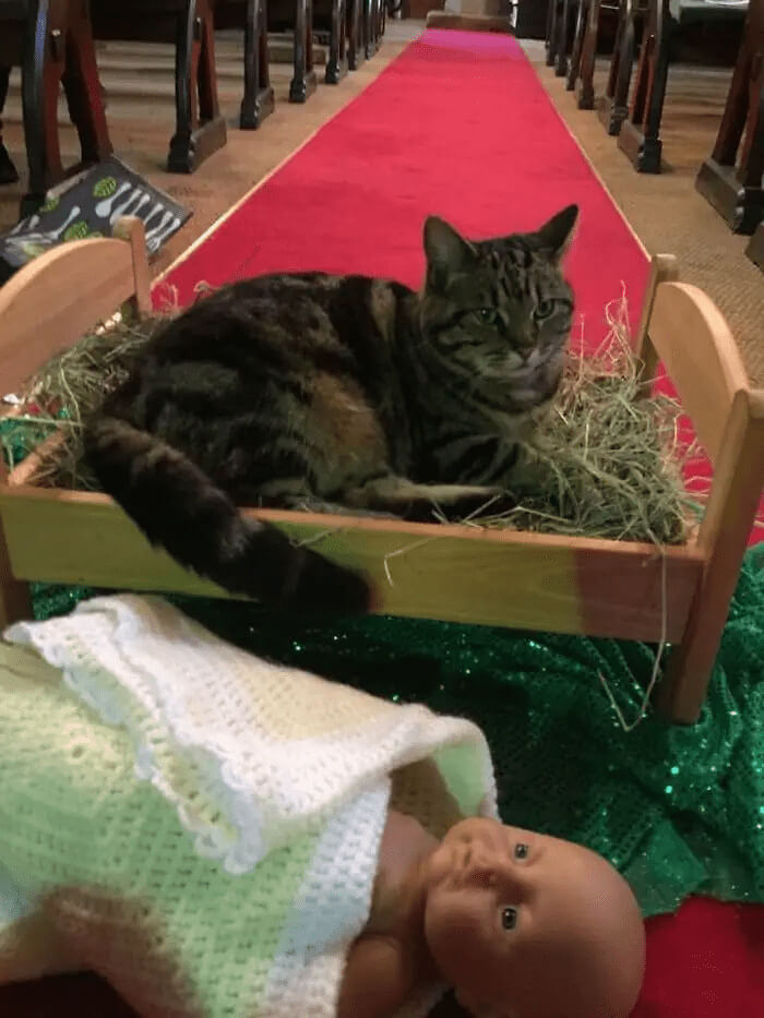 Baby Jesus Has Been Replaced by a Cat