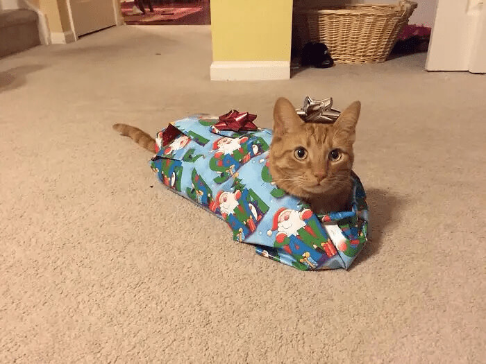 Maybe Not the Best Idea to Wrap a Cat