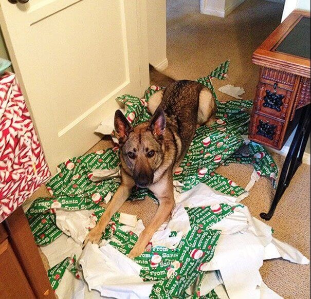 He Just Wanted to Help With the Gift Wrapping