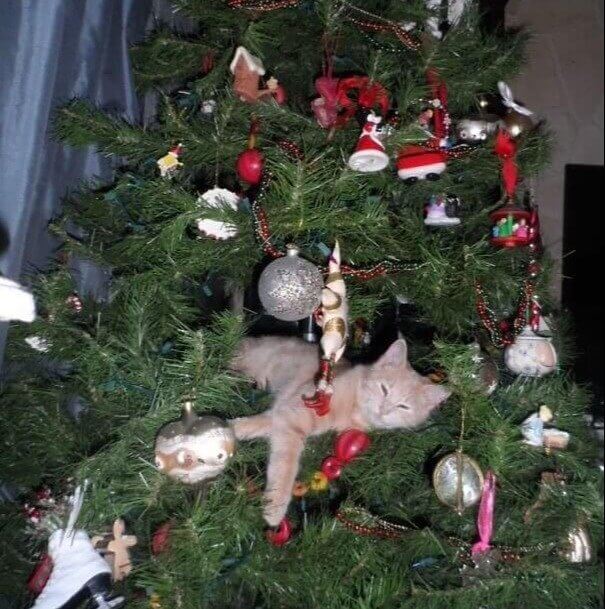 Just Chillin' in the Christmas Tree