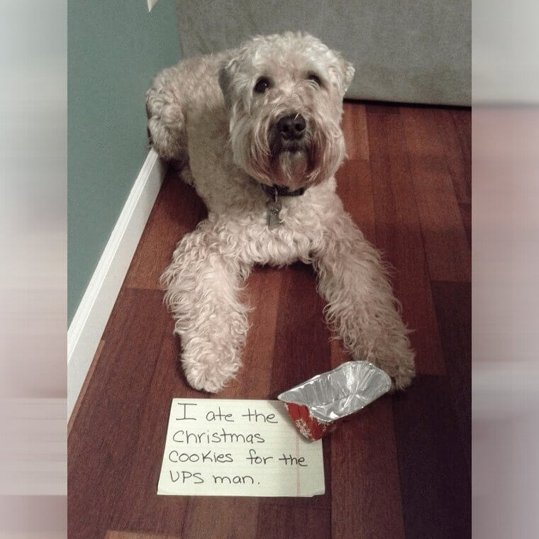 Revenge Against the Postman