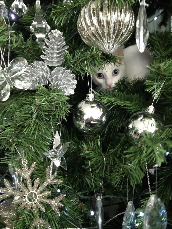 Dreaming of a White Christmas