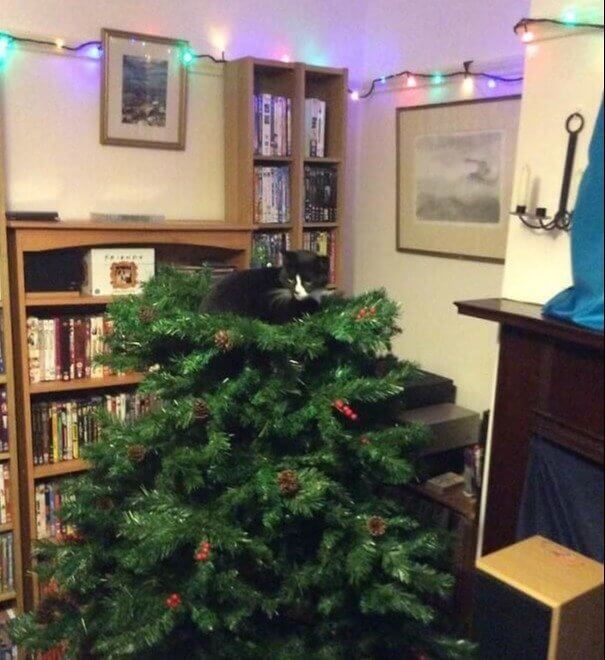 Cat Angel on Top of the Tree