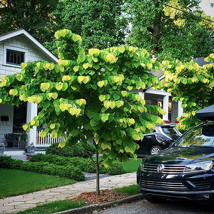 This Tree Looks Like It's Pixelated