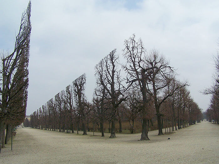 Schonbrunn Park Trees Look Almost Transparent