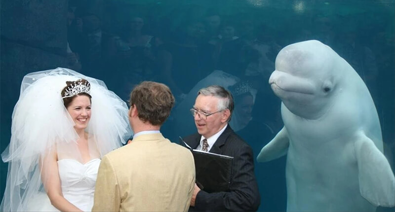 These Priceless Wedding Photobombs Are Funnier Than The Staged Ones