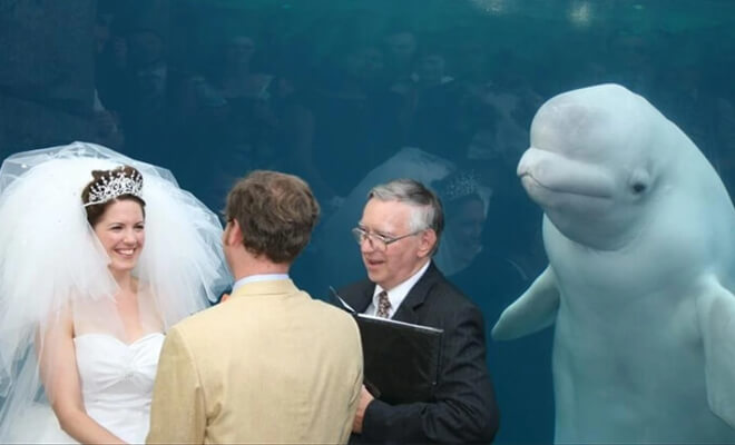 These Priceless Wedding Photobombs Are Funnier Than The Staged Ones