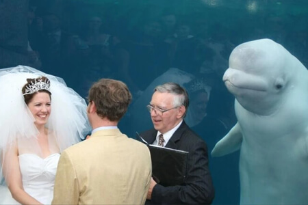 Ces bombes photographiques de mariage sans prix sont plus drôles que les photos mises en scène.