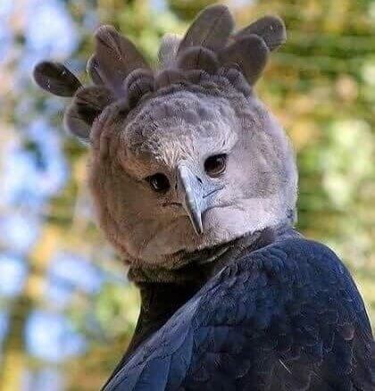 당신의 영혼을 꿰뚫어 보는 독수리